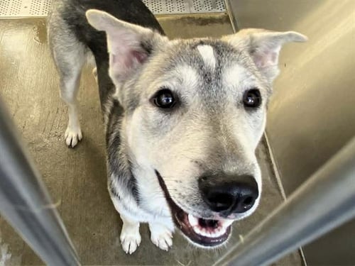 RABBIT - Siberian Husky available for adoption