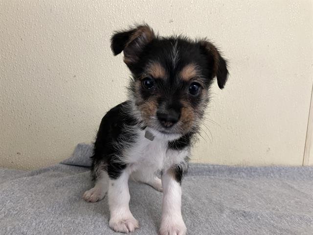 PHIL - Cairn Terrier / Yorkshire Terrier Yorkie available for adoption