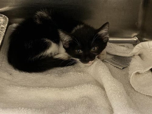 CHELSEA - Domestic Short Hair available for adoption