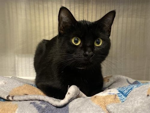 RAINA - Domestic Short Hair available for adoption