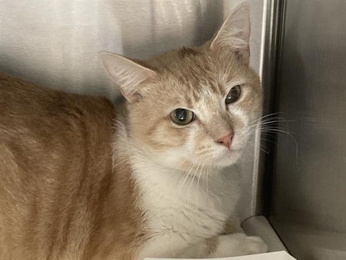 BARBOSO - Domestic Short Hair available for adoption