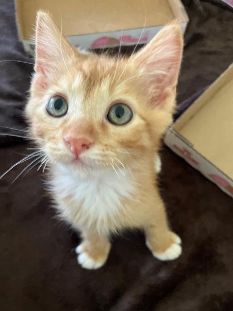 CAPTAIN AMERICA - Domestic Short Hair available for adoption