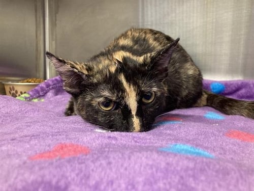 TOASTY - Domestic Short Hair available for adoption