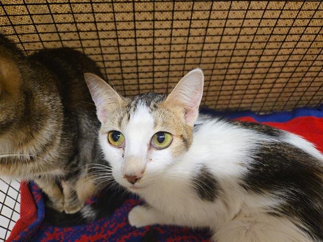 TERRI - Domestic Short Hair available for adoption