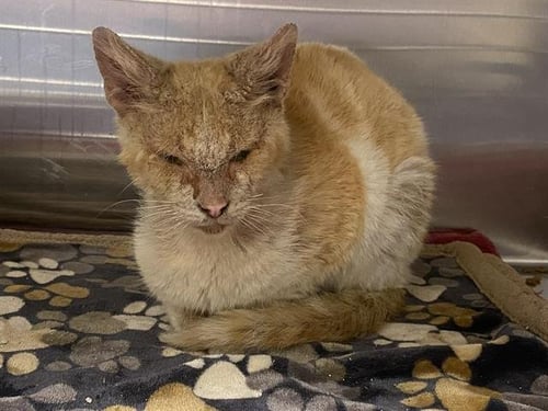 RANGER - Domestic Short Hair for adoption in Anaheim