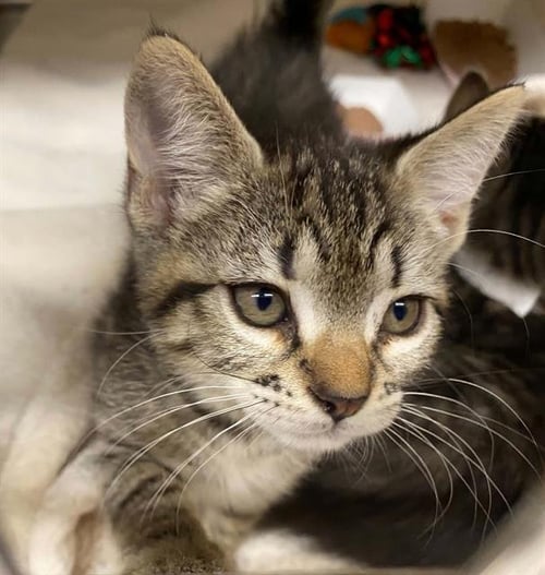 GIGI - Domestic Short Hair available for adoption