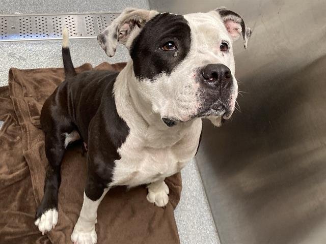 BAHAMA - Pit Bull Terrier available for adoption