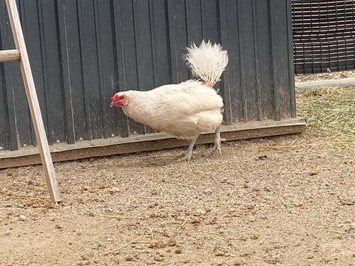 CUCA - Chicken available for adoption