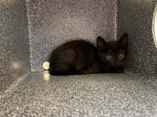 SUKI - Domestic Short Hair available for adoption