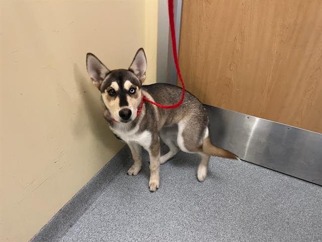 GABBY - Siberian Husky / German Shepherd Dog available for adoption
