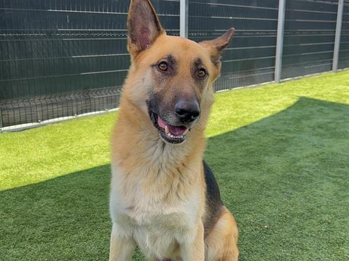 BARON - German Shepherd Dog available for adoption