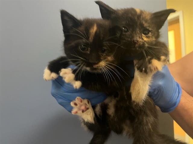 BRITTNEY - Domestic Short Hair available for adoption