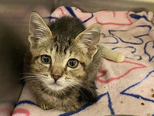 LUFFY - Domestic Short Hair available for adoption