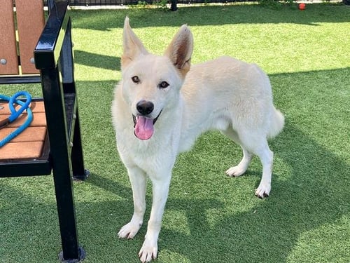 CILLIAN - German Shepherd Dog available for adoption