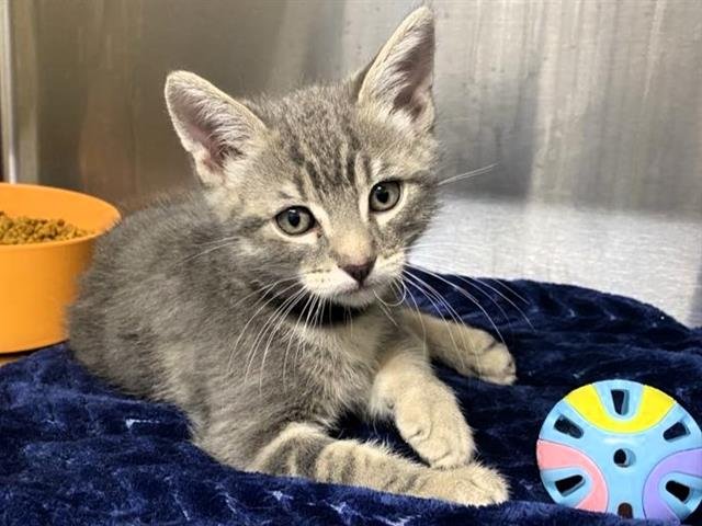 NEO - Domestic Short Hair available for adoption