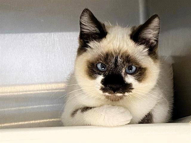 CECE - Siamese available for adoption