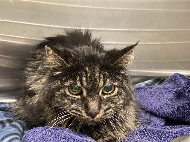 GRETA - Domestic Long Hair available for adoption