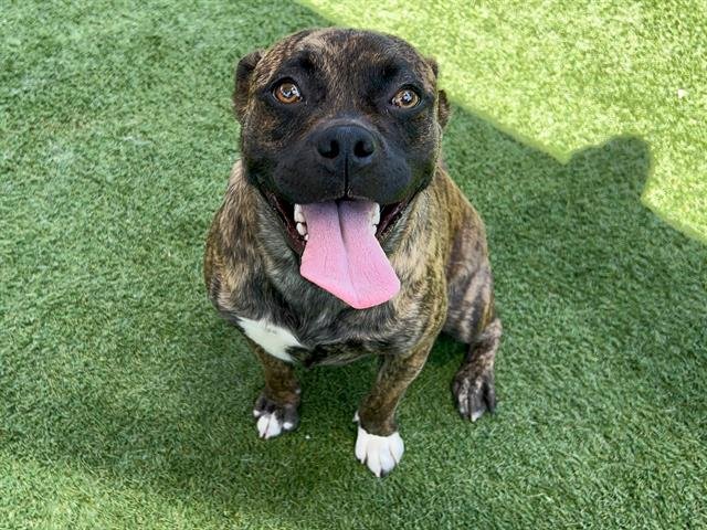 FLEUR - Boxer available for adoption