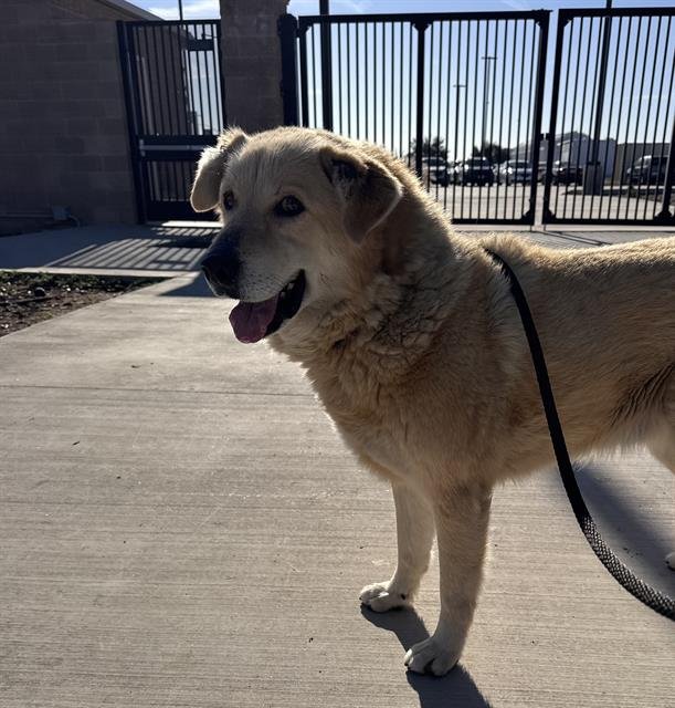 BAMBOO - Golden Retriever available for adoption