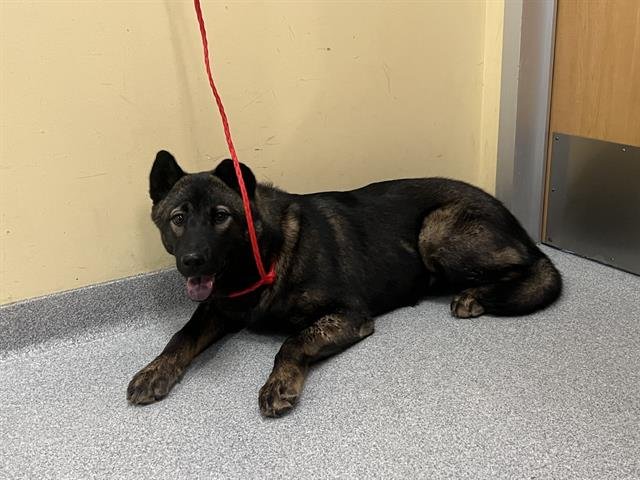 LIBBY - Jindo (Korean) available for adoption