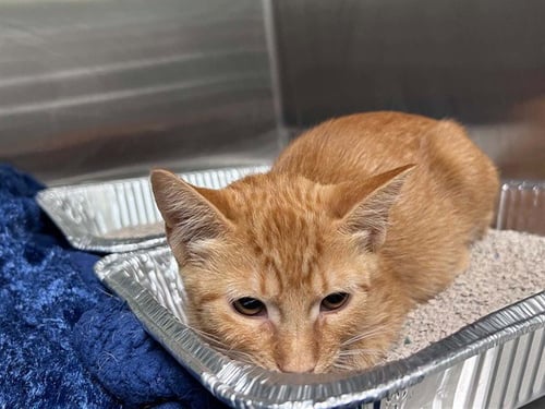 CINDER - Domestic Short Hair available for adoption
