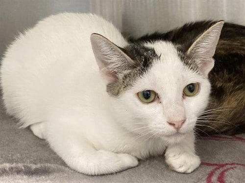 TORTILLA - Domestic Short Hair available for adoption