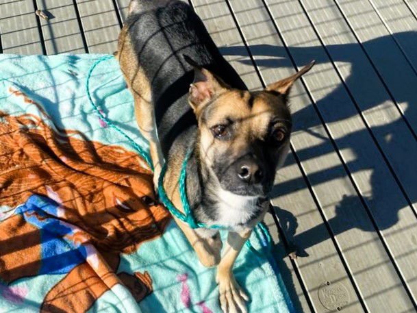 BUCK - Beagle / Rat Terrier available for adoption