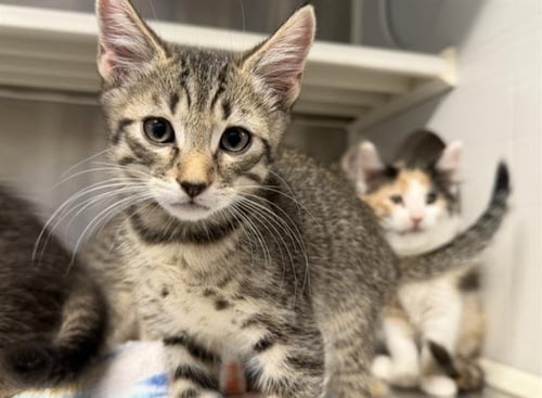 BOAGRIUS - Domestic Short Hair available for adoption