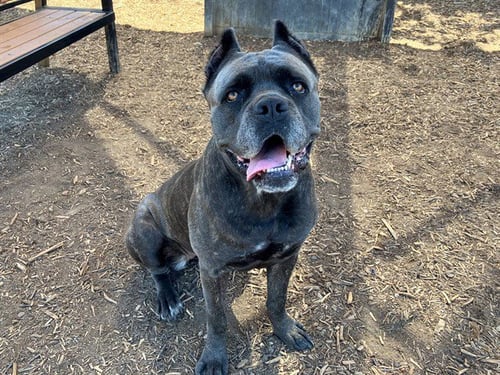 ATHENA - Cane Corso Mastiff available for adoption