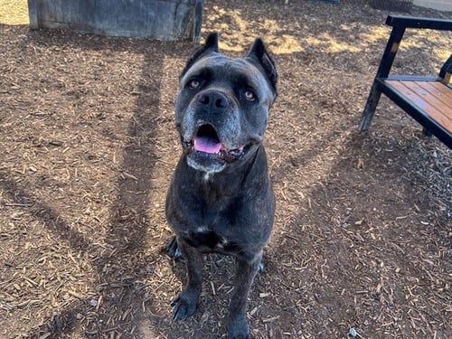 ATHENA - Cane Corso Mastiff available for adoption