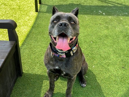 ATHENA - Cane Corso Mastiff available for adoption