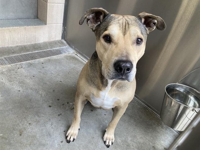 BRUTUS - Pit Bull Terrier / German Shepherd Dog available for adoption