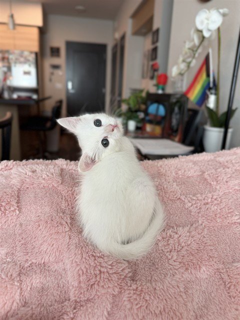 MERINGUE - Domestic Short Hair available for adoption