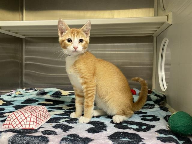 OLIE - Domestic Short Hair available for adoption