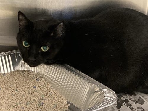 DARIN - Domestic Short Hair for adoption in Anaheim