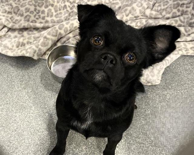 MELANITE(MEL) - Pug available for adoption