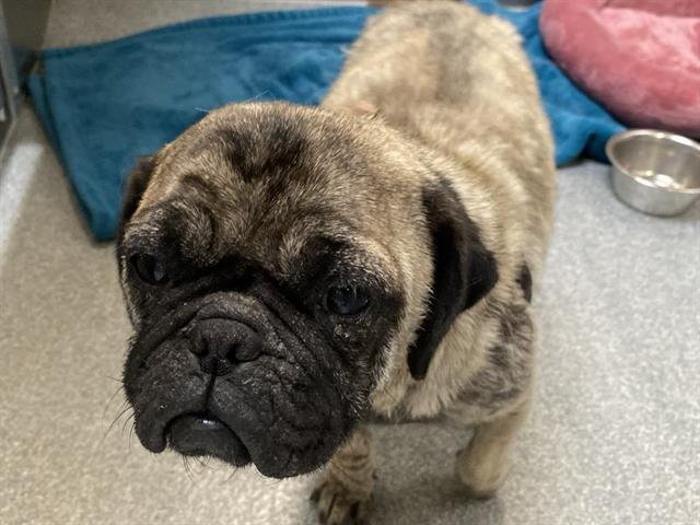 FANTASIA - Pug available for adoption