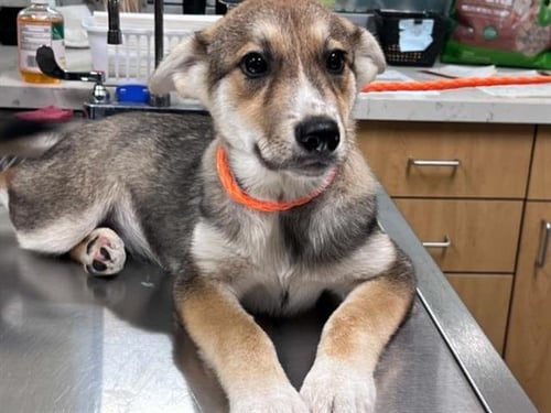 AMOS - German Shepherd Dog available for adoption