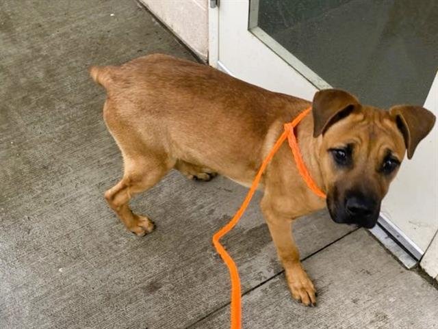 ARCHIE - Boxer available for adoption