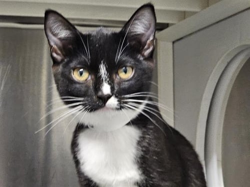 BRAUNWYN - Domestic Short Hair available for adoption