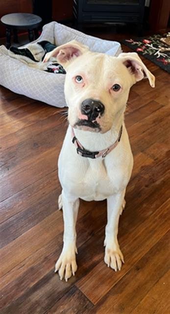 NAYELI - Boxer available for adoption