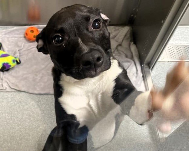 BLUE - Labrador Retriever available for adoption