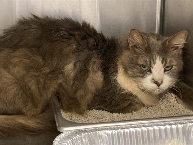 SASQUATCH - Domestic Long Hair available for adoption