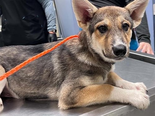 APOLLO - German Shepherd Dog available for adoption