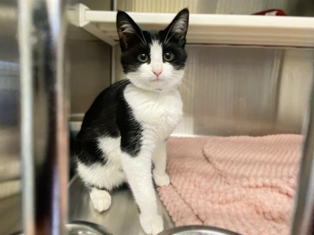 GYPSY - Domestic Short Hair available for adoption