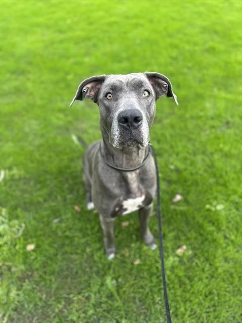 POLLY POCKET - Great Dane available for adoption