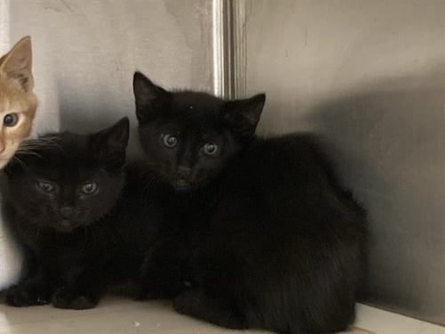 DARKWING - Domestic Short Hair available for adoption