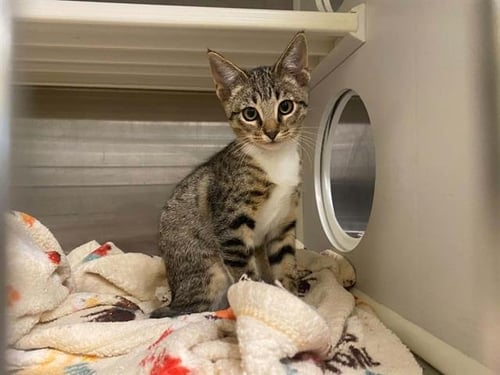 KAI - Domestic Short Hair available for adoption