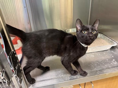 NIGHTWING - Domestic Short Hair available for adoption