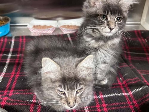 FAUCET - Domestic Medium Hair available for adoption